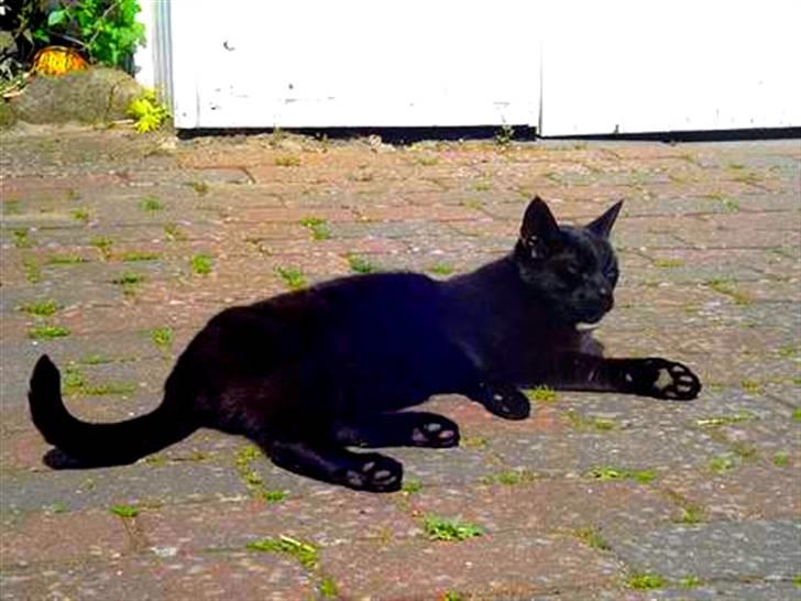 Blanding af racer        Kasper aka. Katten - Støv/sand-bad. billede 7