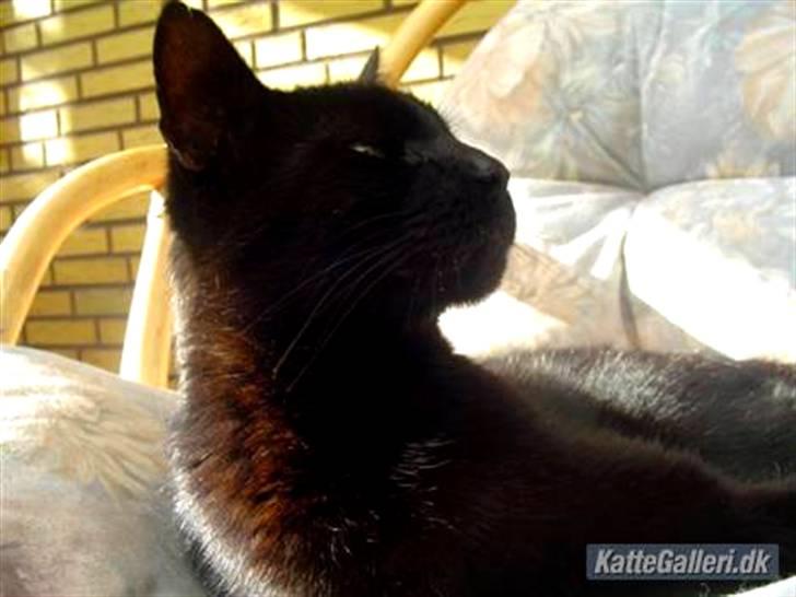 Blanding af racer        Kasper aka. Katten - katten billede 8