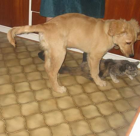 Blanding af racer Fie - Hund og Kat, de kan altså også være venner :) billede 5