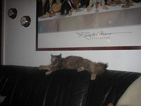 Blanding af racer Fie - Zzz billede 6