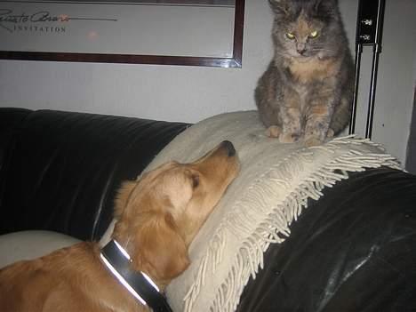 Blanding af racer Fie - Hun ser lidt sur ud ? :) billede 7