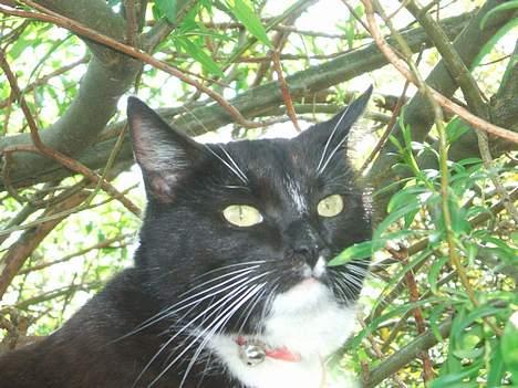 Huskat Dina billede 1