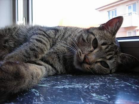 Huskat Mille billede 20