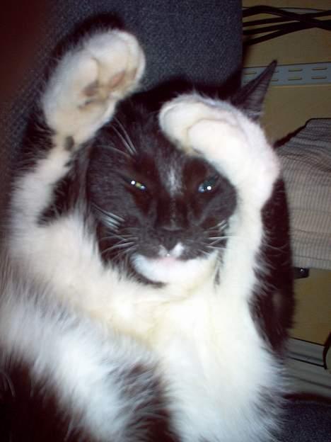 Huskat Dina billede 2