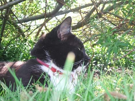 Huskat Dina billede 3