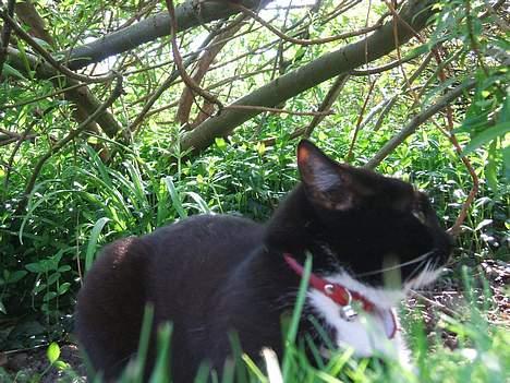 Huskat Dina billede 4