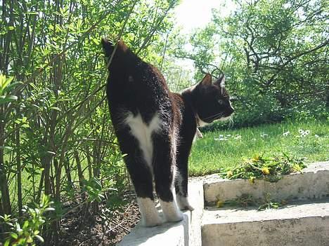 Huskat Dina billede 5