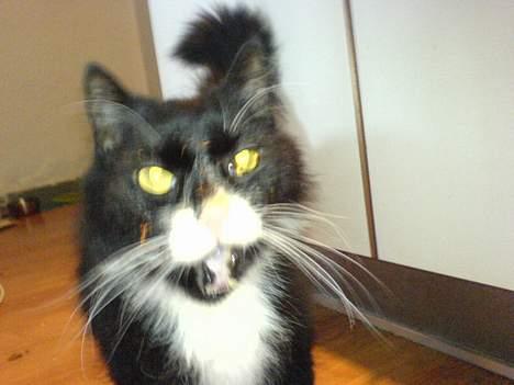 Blanding af racer oliver - må jeg ik få noget mere mad (: billede 4