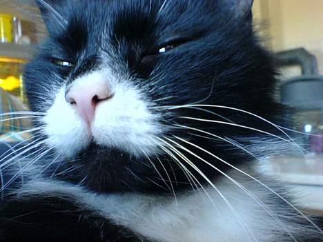 Blanding af racer oliver - se her ligger jeg og slapper af :D billede 5