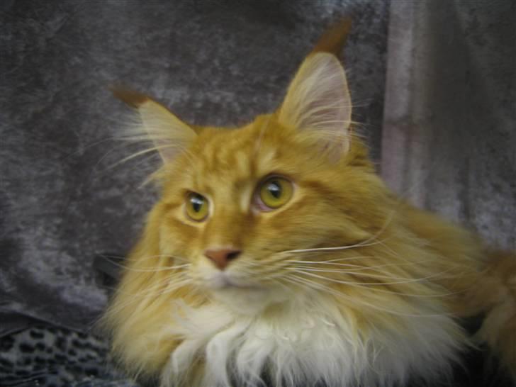 Maine Coon Ferdinand billede 1