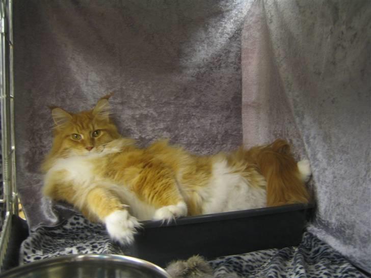 Maine Coon Ferdinand billede 2