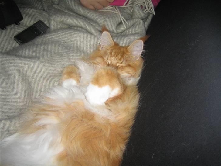 Maine Coon Ferdinand billede 3