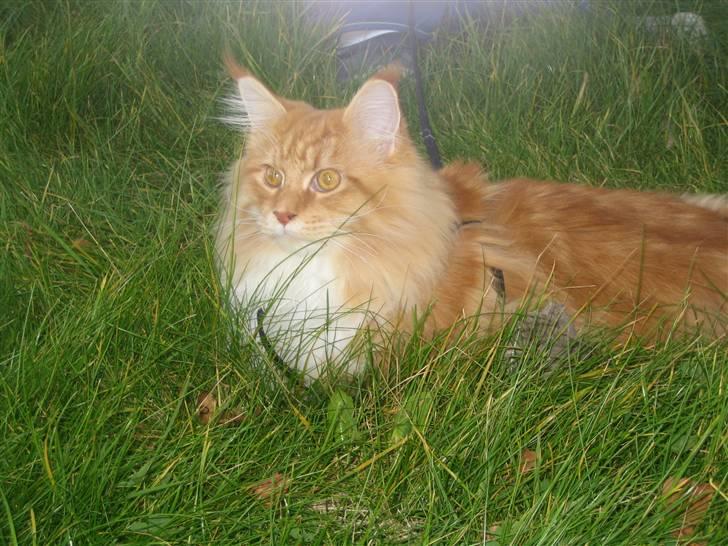 Maine Coon Ferdinand billede 4