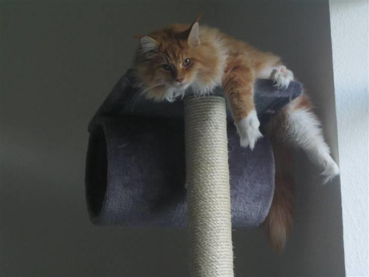 Maine Coon Ferdinand billede 5