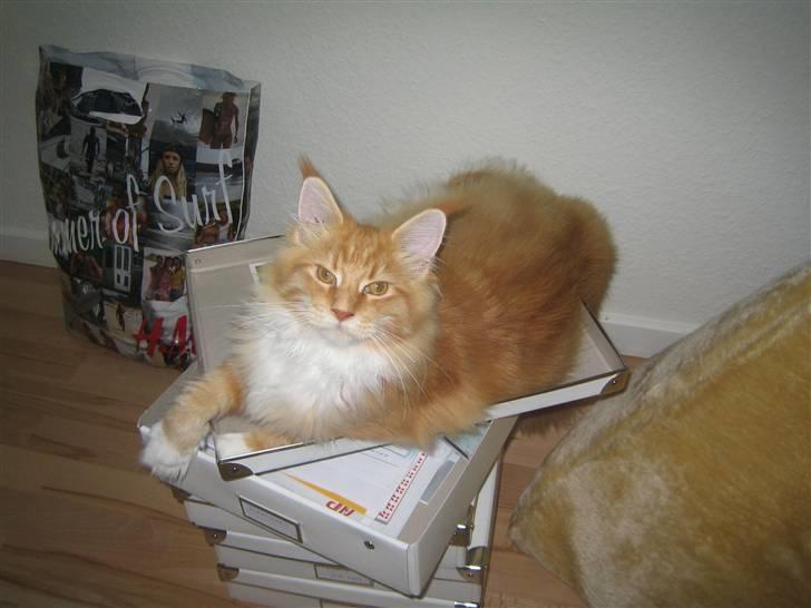 Maine Coon Ferdinand billede 6