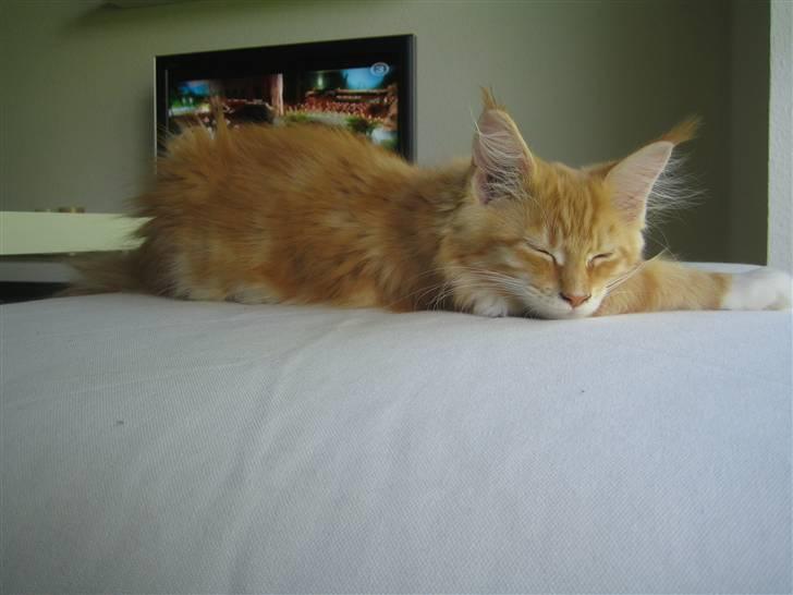 Maine Coon Ferdinand billede 7