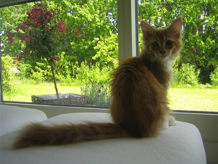 Maine Coon Ferdinand billede 8