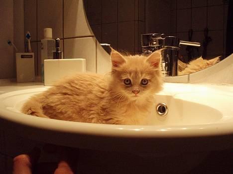 Maine Coon Lundens Volle billede 15