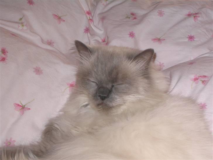 Blanding af racer Gismo - Stener den lige ik... billede 7