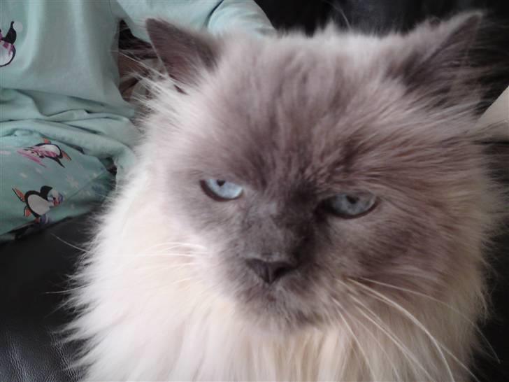 Blanding af racer Gismo billede 8