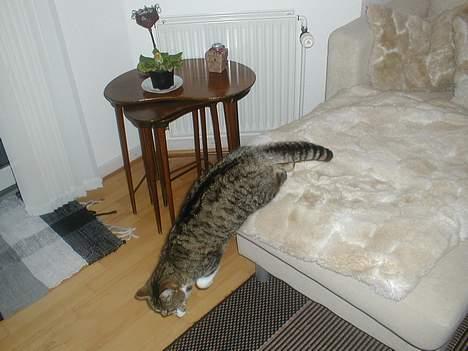 Huskat Smut *Prinsessen* - vi ses! billede 6