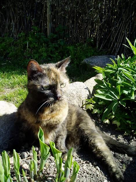 Huskat Bonnie *Tortie* R.I.P - Bonnie nyder solen :) billede 1