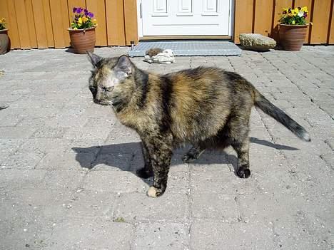 Huskat Bonnie *Tortie* R.I.P billede 2