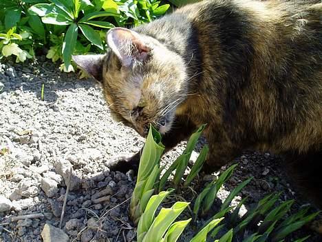 Huskat Bonnie *Tortie* R.I.P billede 3