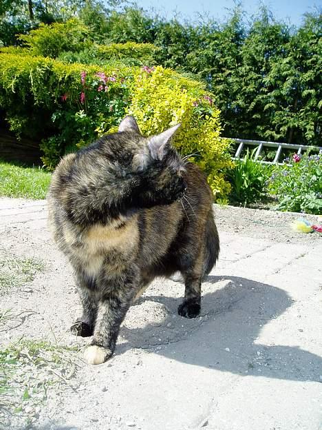 Huskat Bonnie *Tortie* R.I.P billede 4