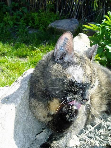 Huskat Bonnie *Tortie* R.I.P billede 5