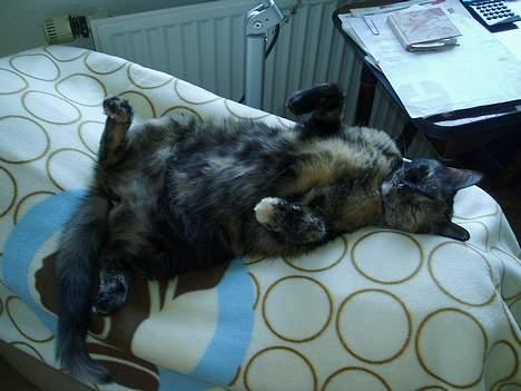 Huskat Bonnie *Tortie* R.I.P - Bonnie forstår at nyde livet ;) billede 6