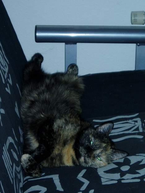 Huskat Bonnie *Tortie* R.I.P billede 7