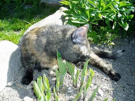 Huskat Bonnie *Tortie* R.I.P billede 8