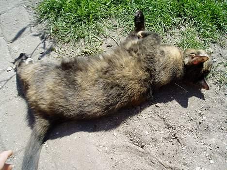 Huskat Bonnie *Tortie* R.I.P billede 9