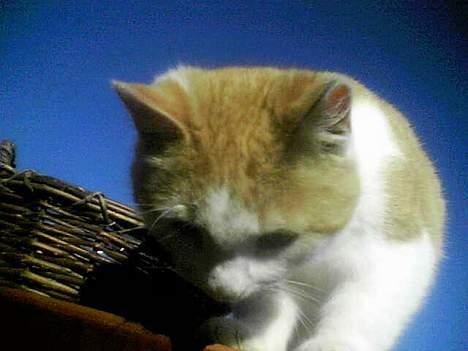 Blanding af racer Pjuske <3  billede 6