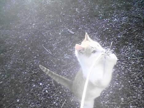 Blanding af racer Pjuske <3  billede 7