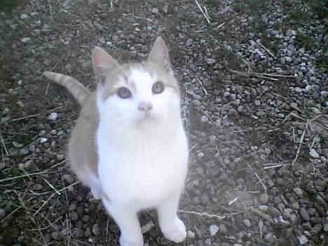 Blanding af racer Pjuske <3  billede 8