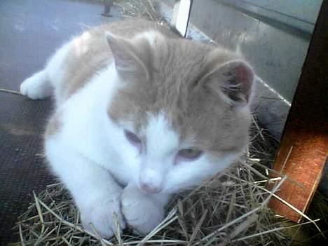 Blanding af racer Pjuske <3  billede 9