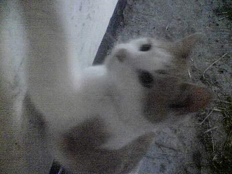 Blanding af racer Pjuske <3  billede 10