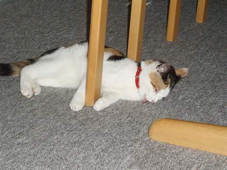 Huskat Putte - Gulvtæppet skal lige gøres rent ... billede 7