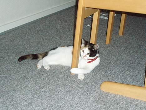 Huskat Putte - Hva er det der er så spændende?? hmm billede 8