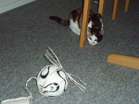 Huskat Putte - Jeg er en lille tiger mis på vagt ... :D billede 9