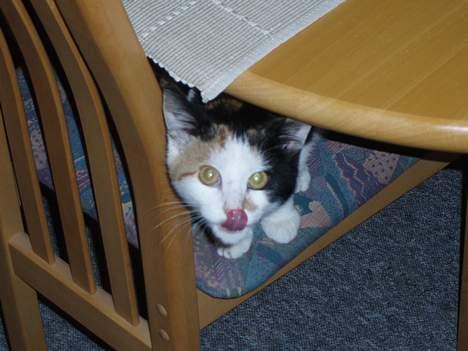 Huskat Putte - Uhhhhmmm det smagte godt :) billede 10