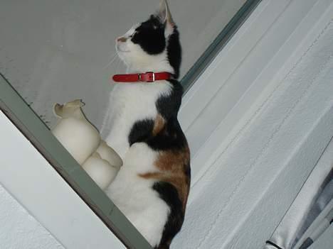 Huskat Putte - Min næst yndlingsplads i soveværelset udover sengen ... billede 11