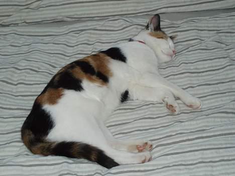 Huskat Putte - daaaser... billede 12