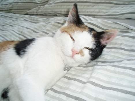 Huskat Putte - Iiiiiih hvor er jeg træææt... billede 13