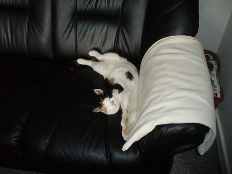 Huskat Putte - Sådan kan man altså også godt ligge og sove ;-) billede 14