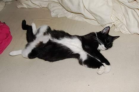 Huskat Milla - 3 dage før Milla fødte... Tyksak billede 20