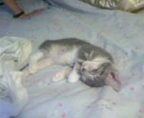 Huskat Milla billede 13