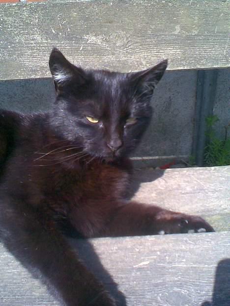 Huskat ¤Trunte¤ billede 1